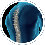 Neck/Spine